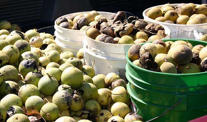 In the Kitchen with Black Walnuts: America’s Indigenous Baking Nut