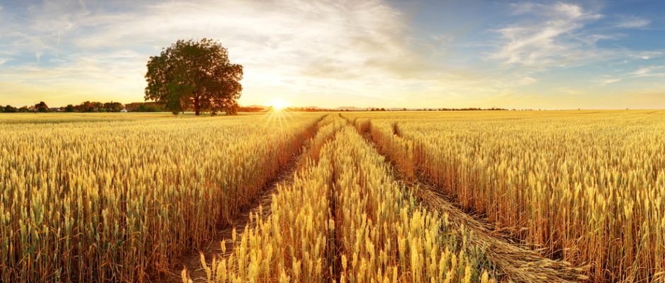 Order Your Free 2022 Kansas Wheat Recipe Book