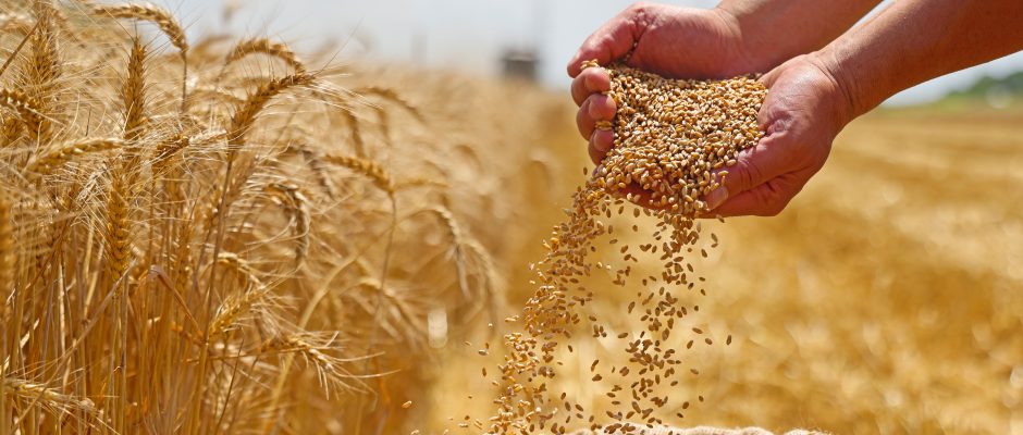 New Educational Resources from Texas Wheat