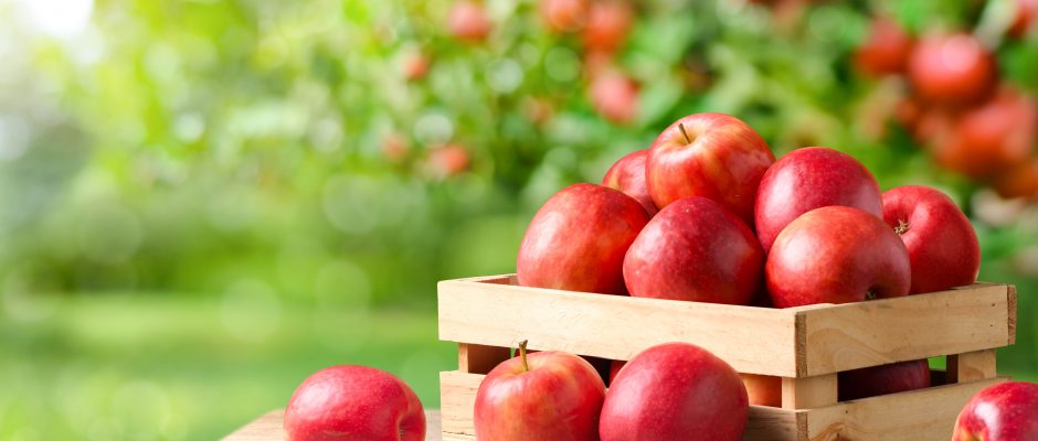 Celebrate National Apple Week With Us!